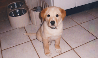 puppy kitten tile needs to be clean with steam mop